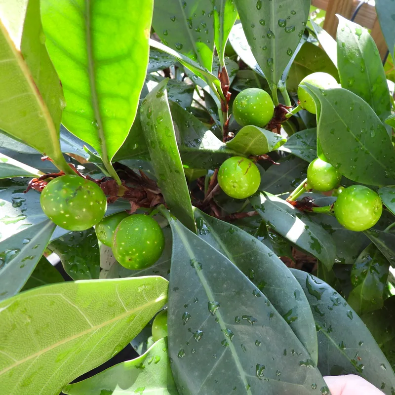 Ficus Cyathistipula