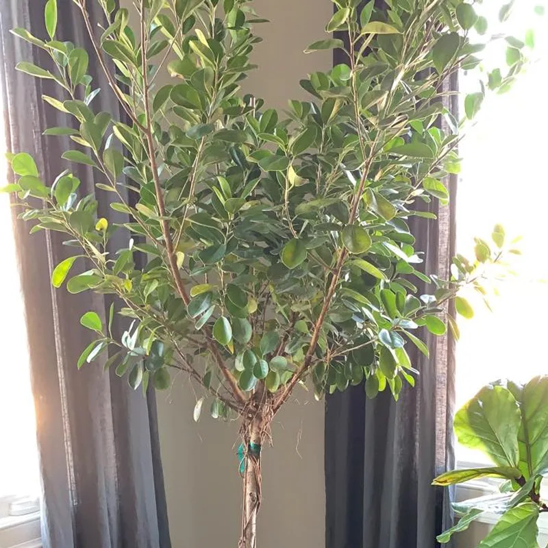 Ficus Danielle