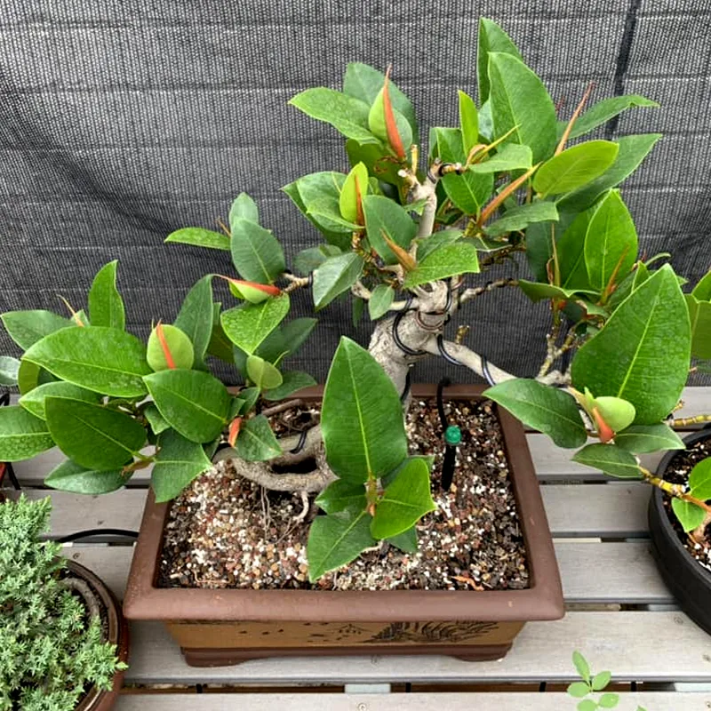 Ficus Macrophylla