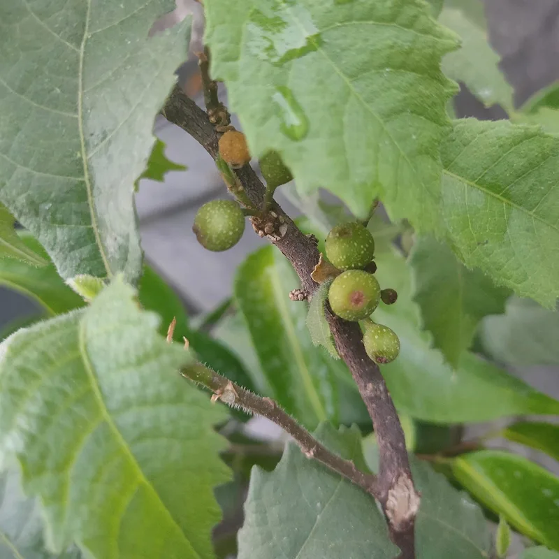 Ficus Montana