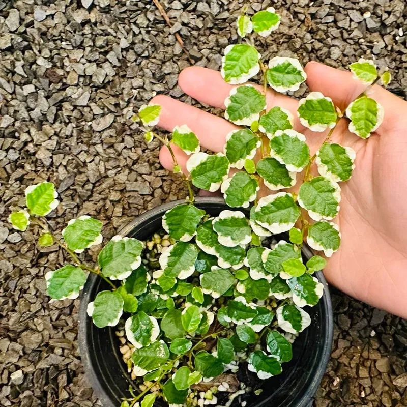 Ficus Pumila Variegata