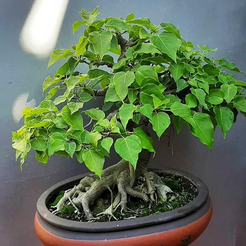 Ficus Religiosa