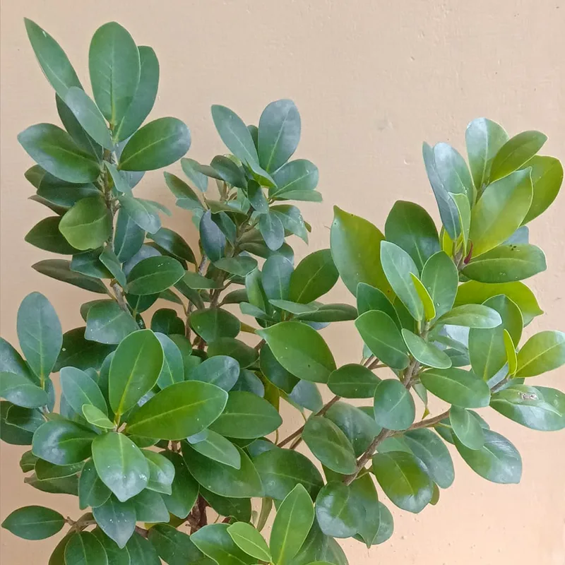 Ficus Retusa