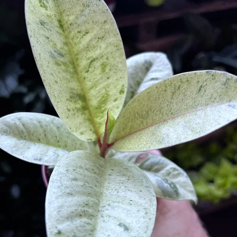 Ficus Shivereana Moonshine