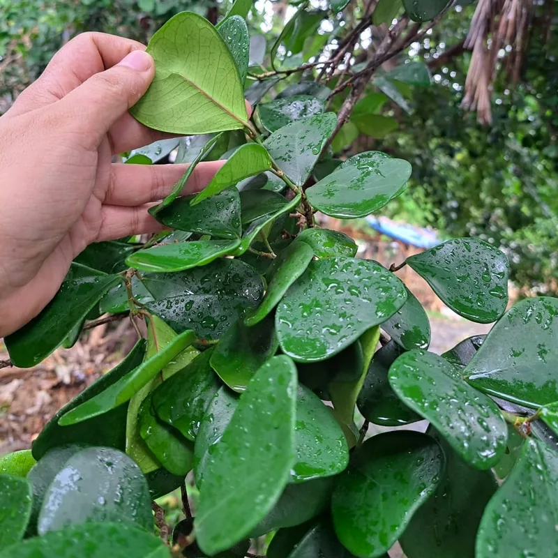 Ficus Triangularis