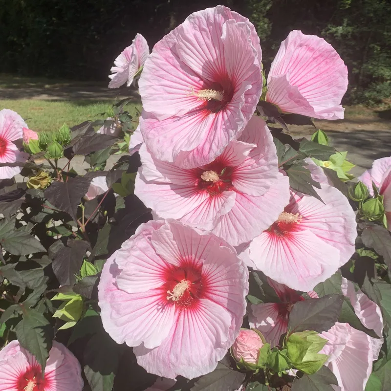 Head Over Heels Hibiscus