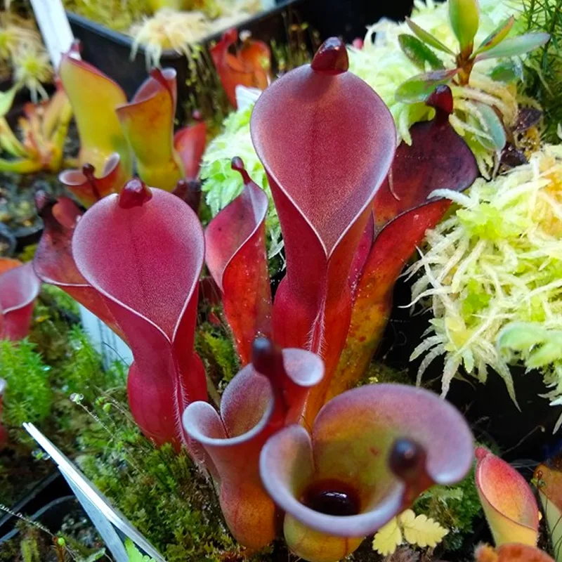 Heliamphora Pulchella