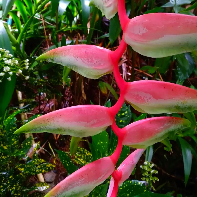 Heliconia Sexy Pink