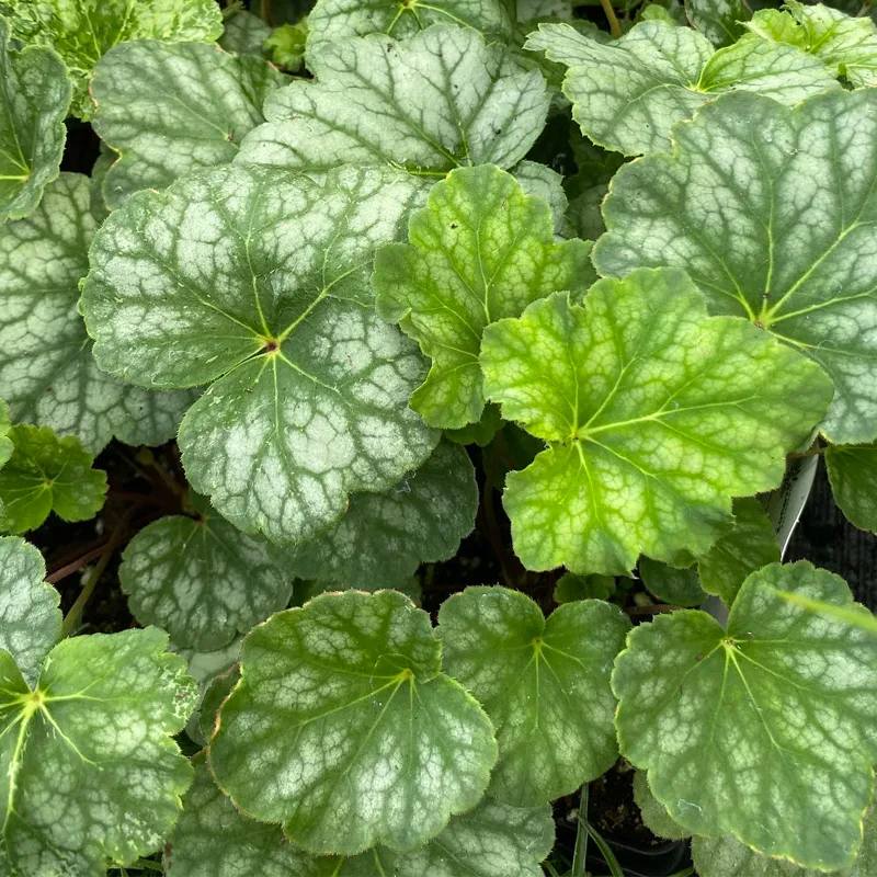 Heuchera Americana