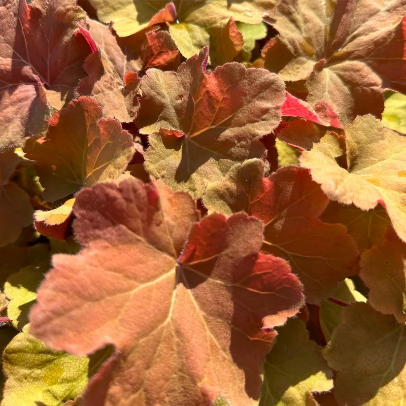 Heuchera Caramel