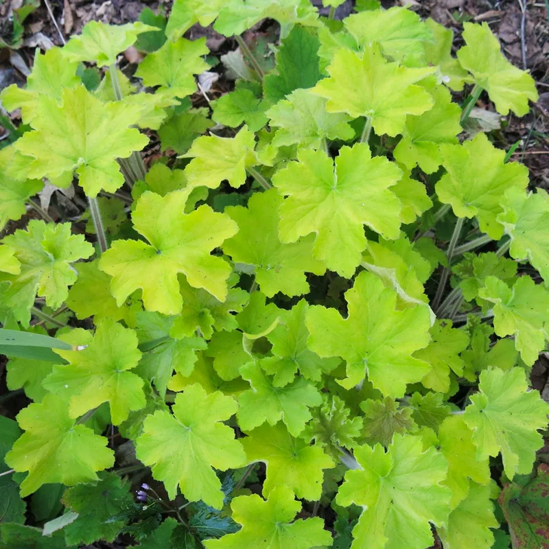 Plant FAQs: Heuchera Citronelle