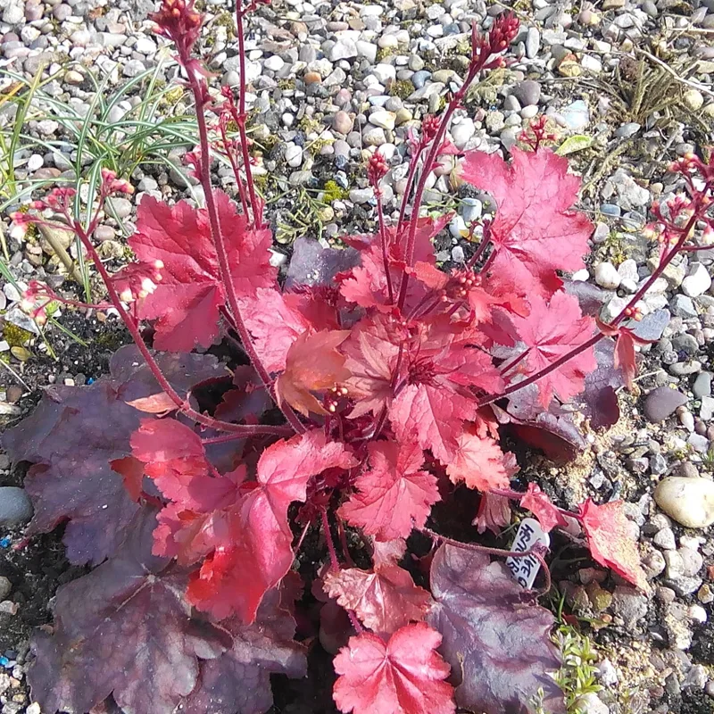 Heuchera Fire Chief