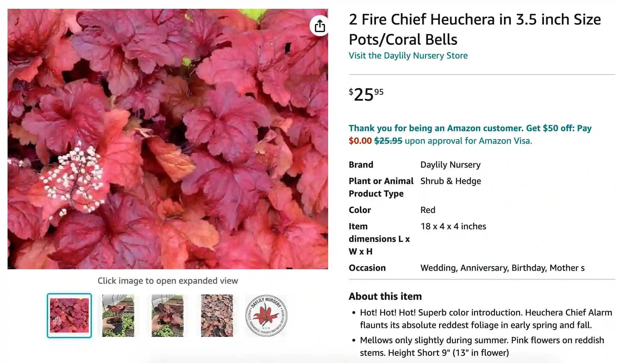 Heuchera Fire Chief | Monsteraholic