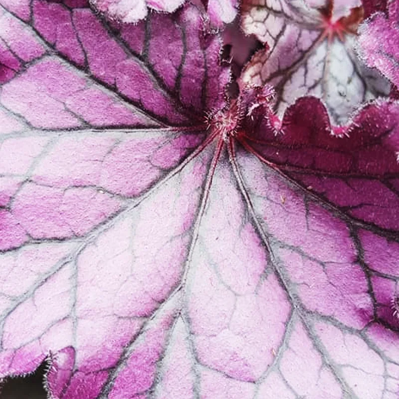 Heuchera Forever Purple