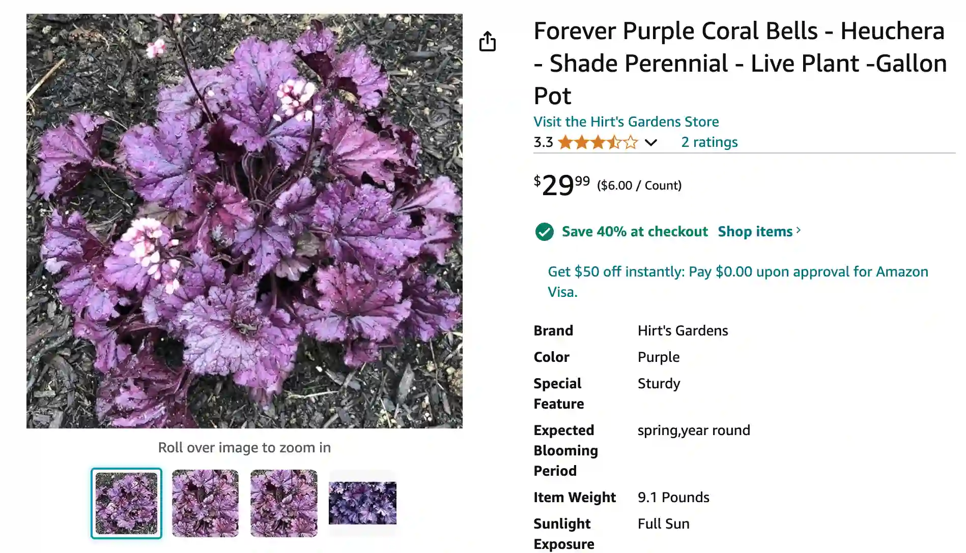 Heuchera Forever Purple | Monsteraholic