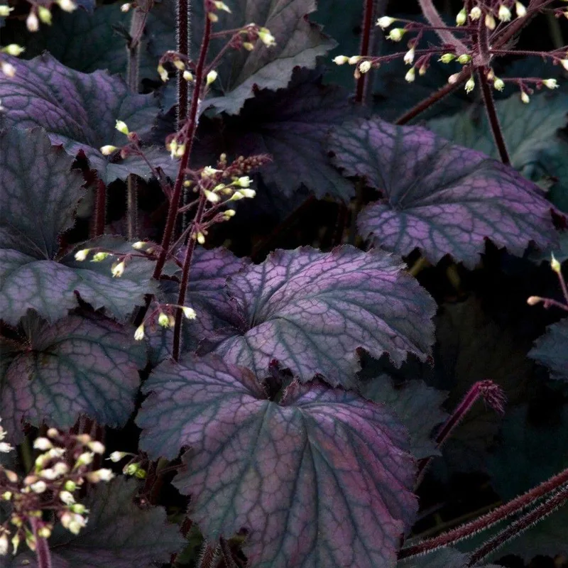 Heuchera Frosted Violet