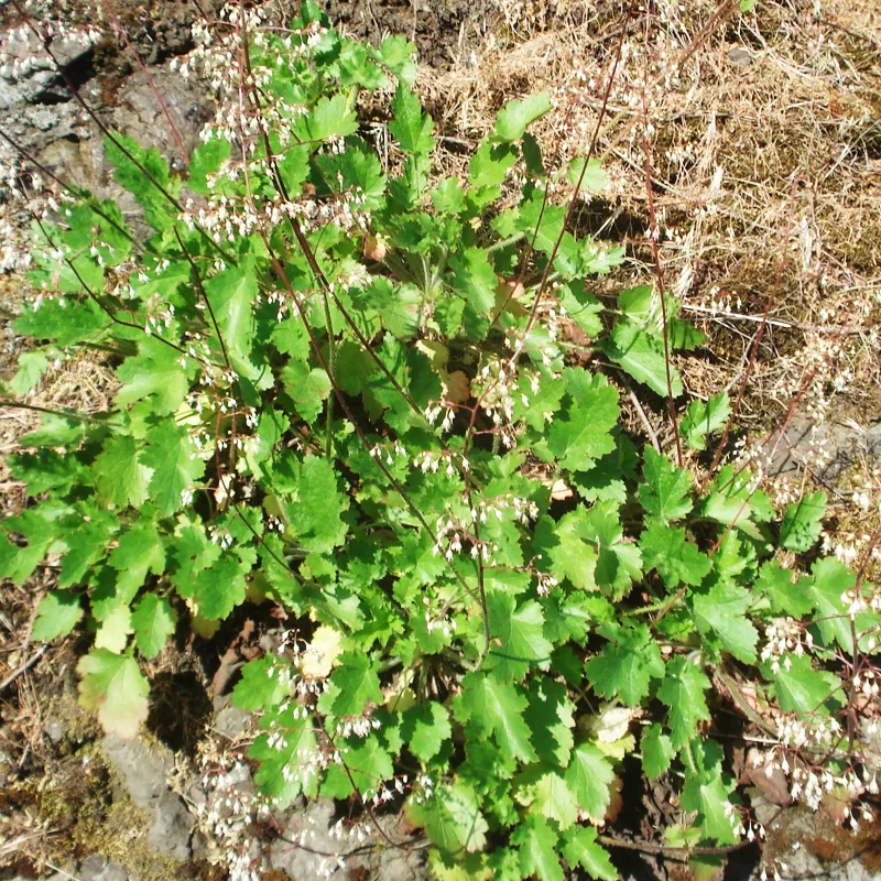 Heuchera Micrantha