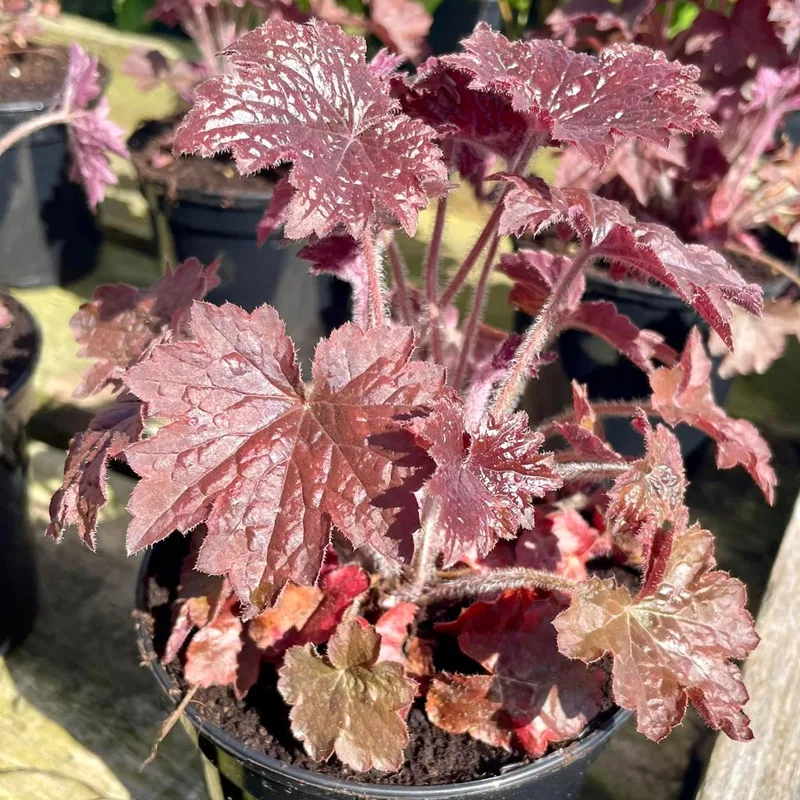 Heuchera Palace Purple