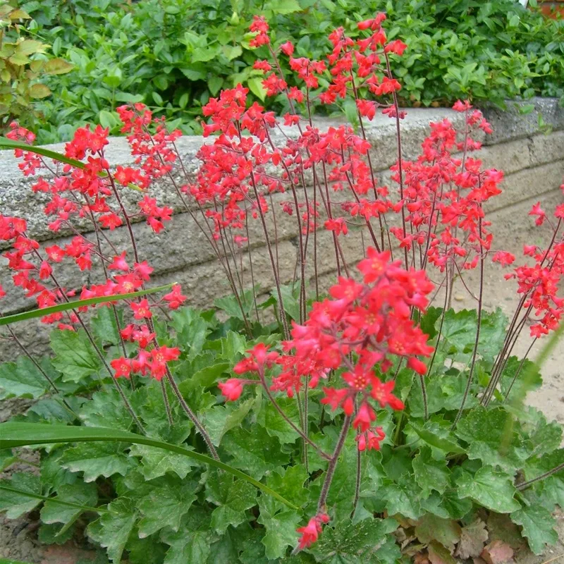 Heuchera Sanguinea