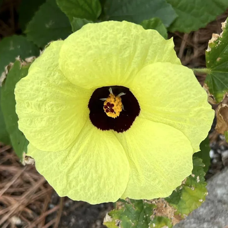 Hibiscus Calyphyllus