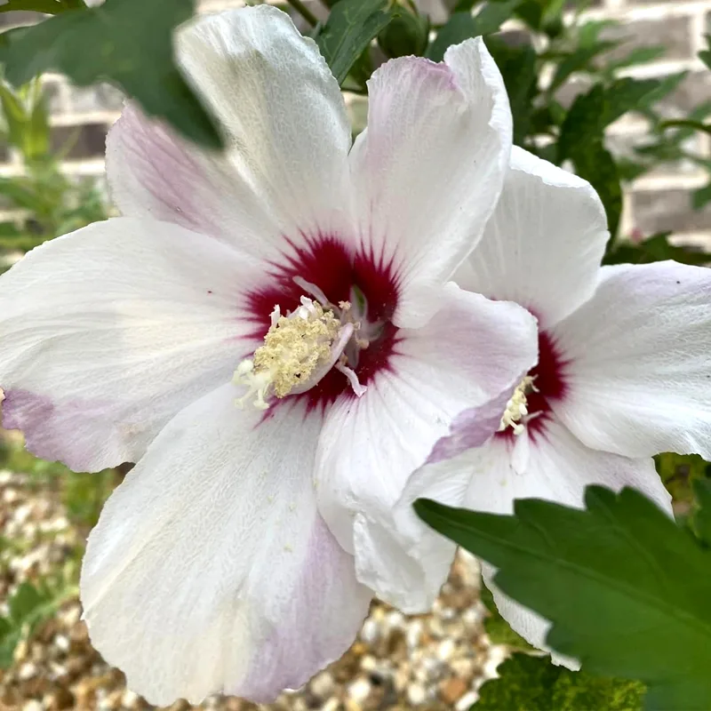 Hibiscus Fiji