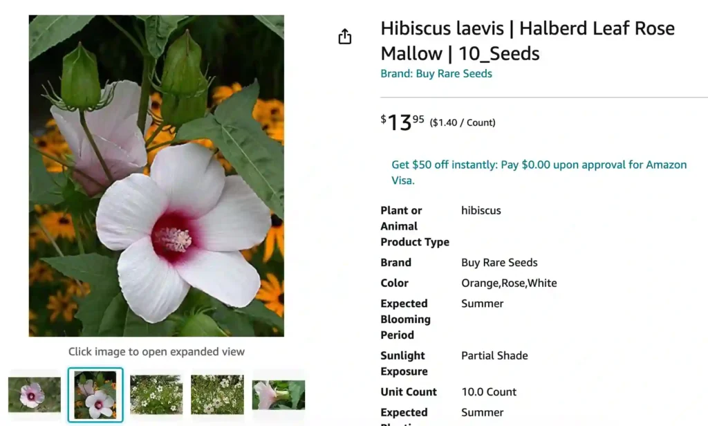 Hibiscus Laevis | Monsteraholic