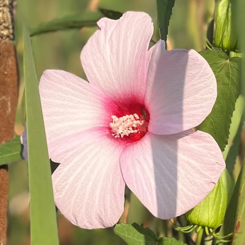 Hibiscus Laevis