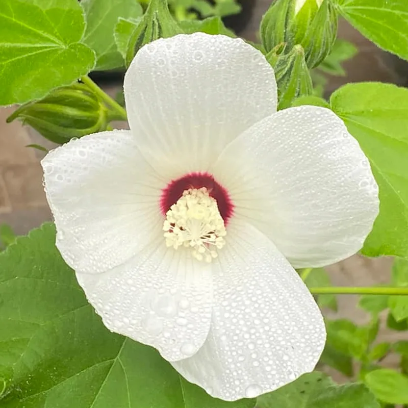 Hibiscus Lasiocarpos