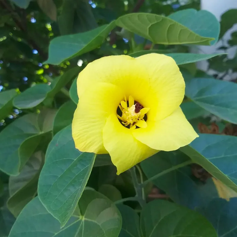 Hibiscus Tiliaceus