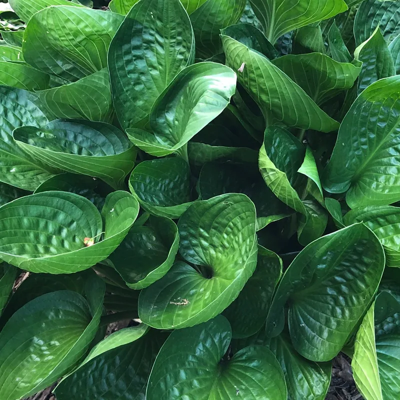 Hosta Abiqua Drinking Gourd