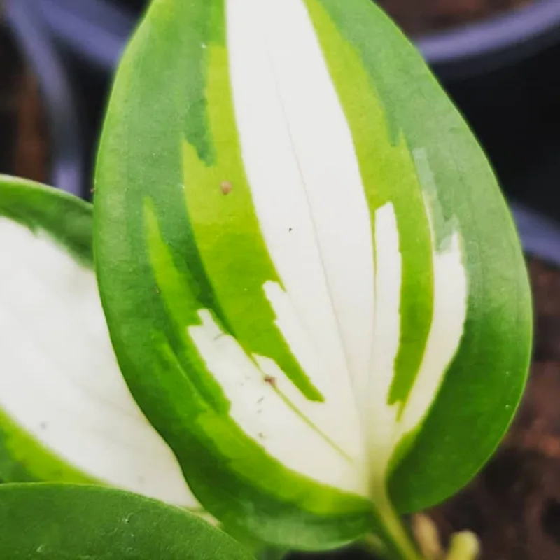 Hosta Ann Kulpa