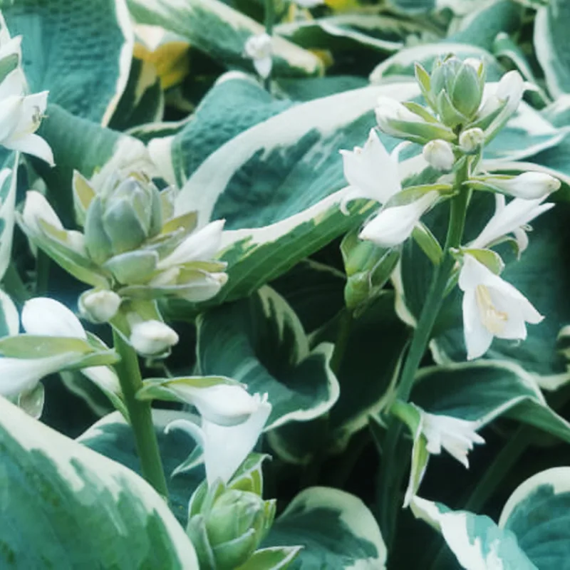 Hosta Barbara Ann