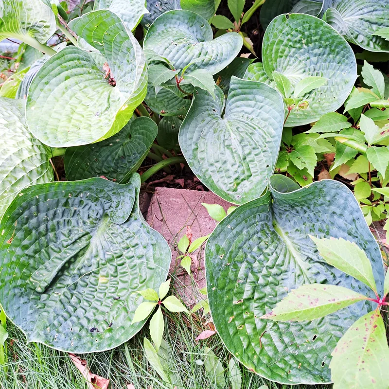 Hosta Big Daddy