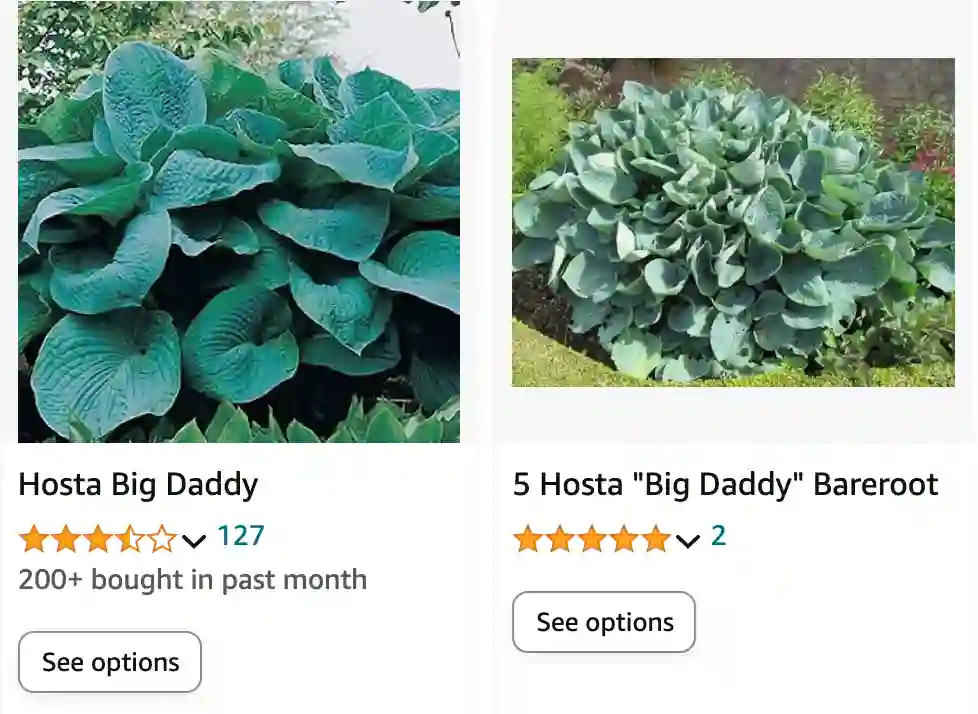 Hosta Big Daddy | Monsteraholic