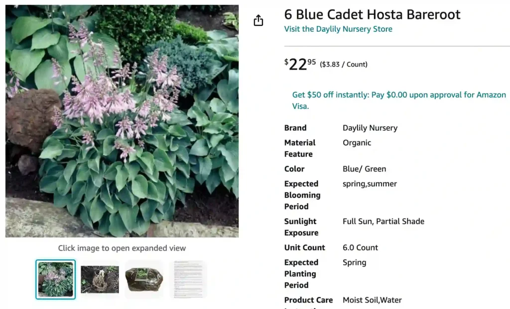 Hosta Blue Cadet | Monsteraholic