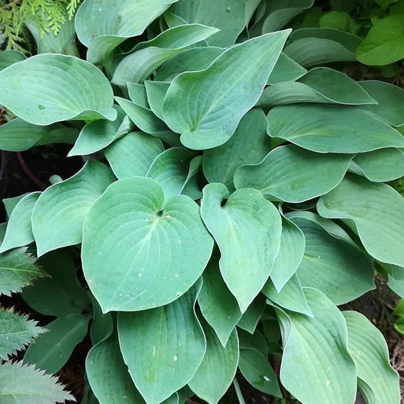 Hosta Blue Cadet