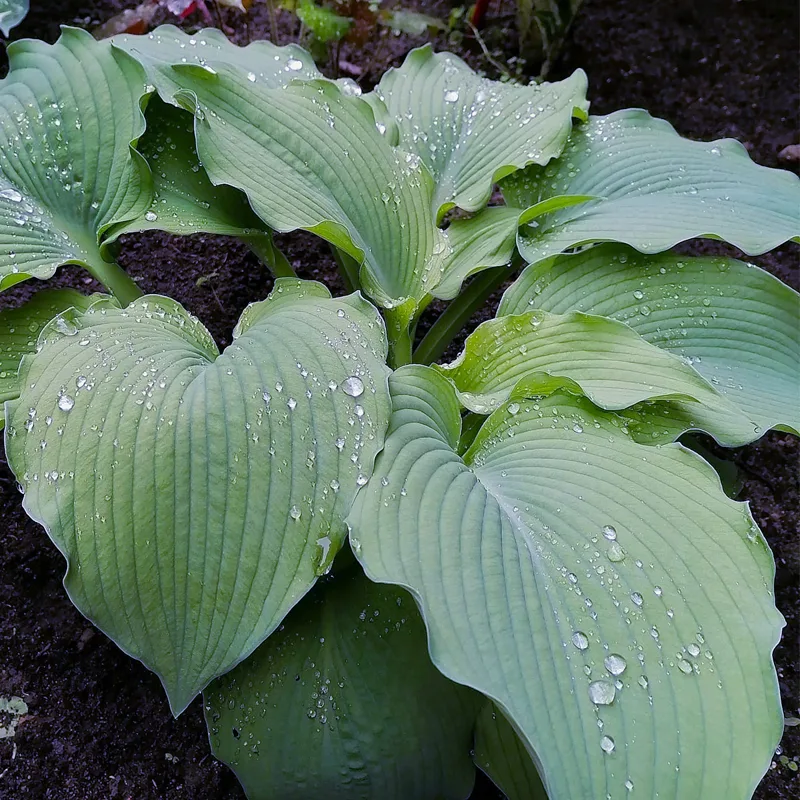 Hosta Bressingham Blue