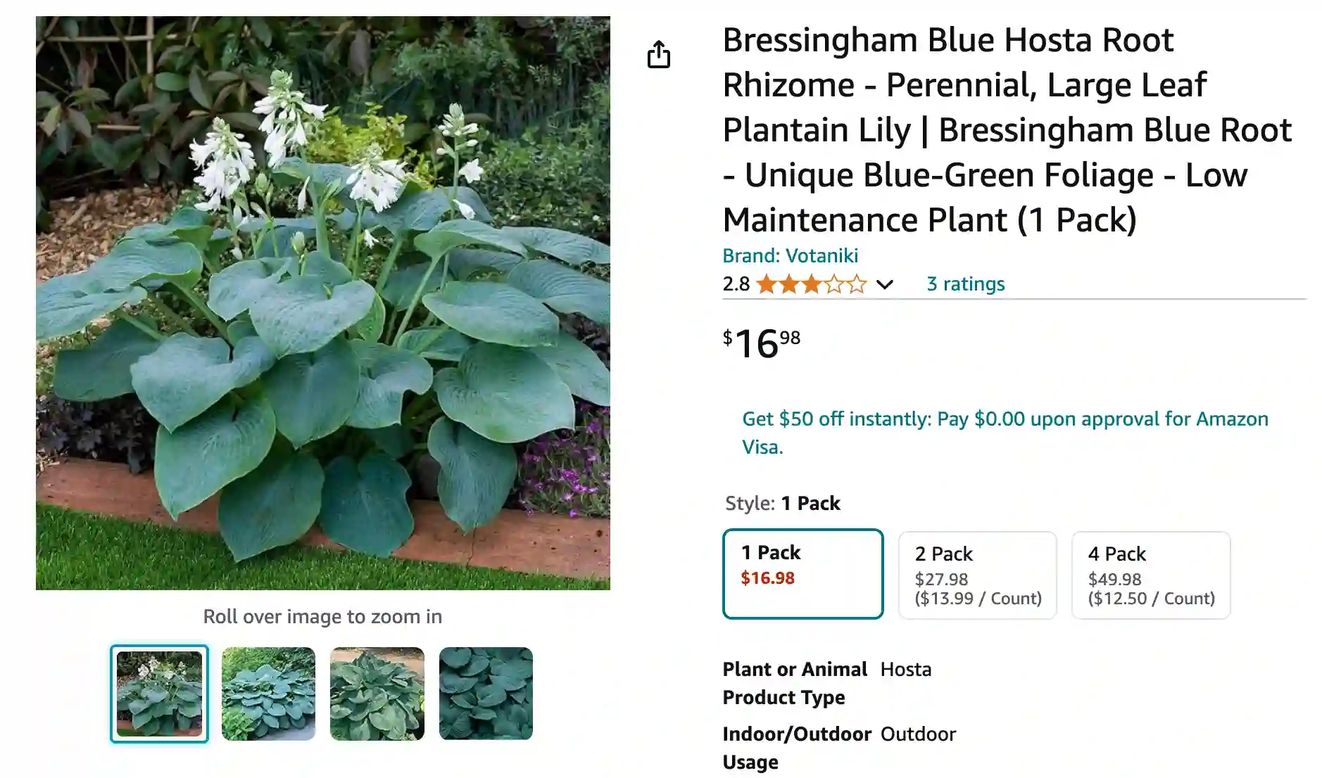 Hosta Bressingham Blue | Monsteraholic