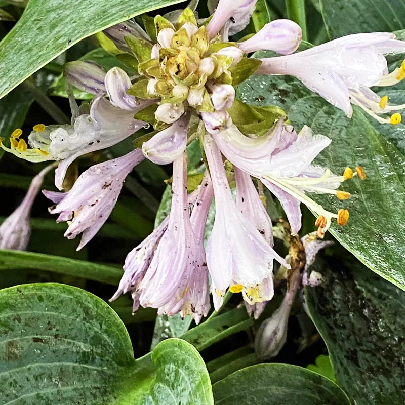 Hosta Capitata