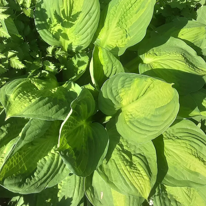 Hosta Captain Kirk