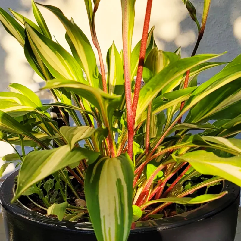 Hosta Cherry Berry