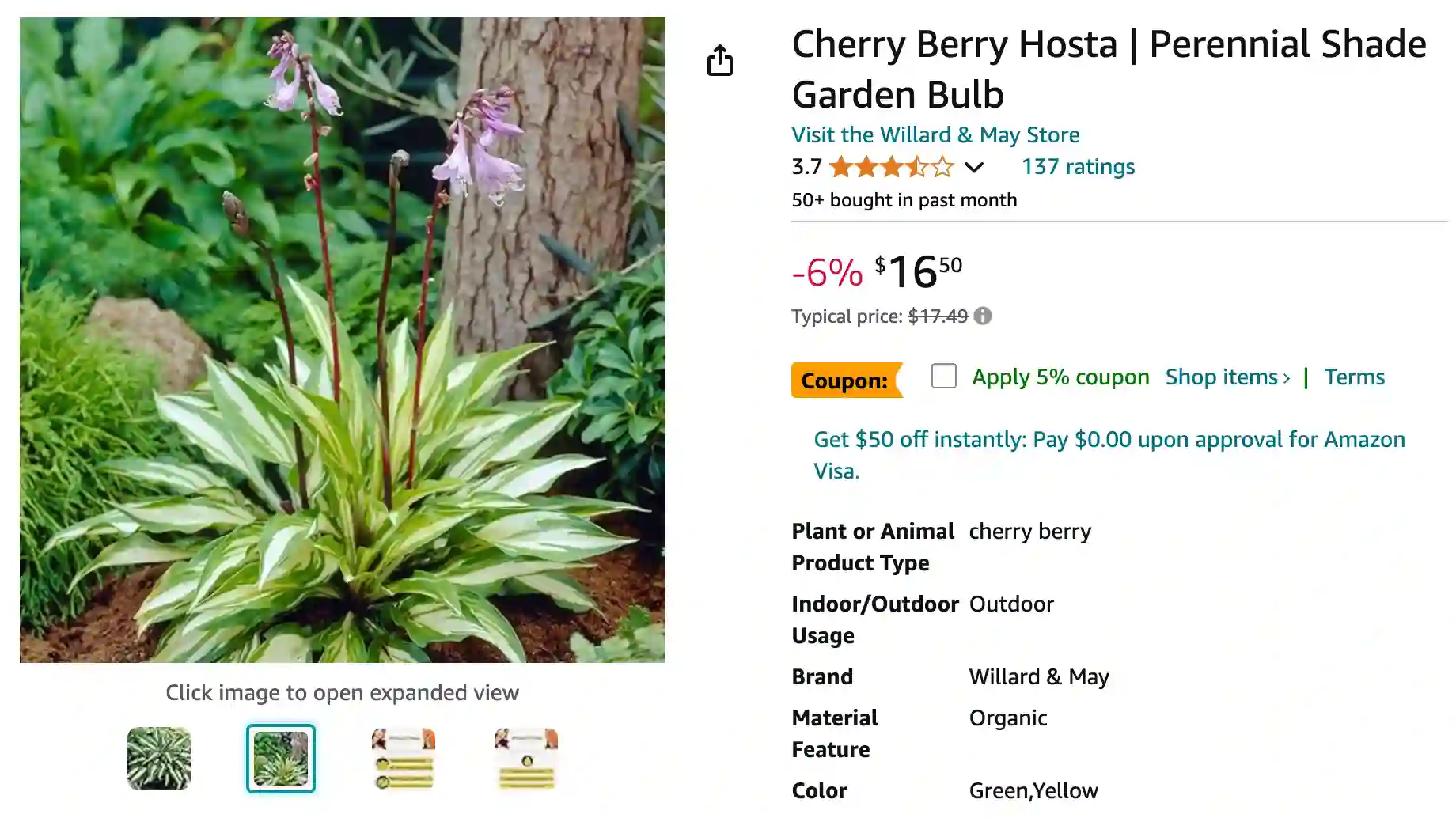 Hosta Cherry Berry | Monsteraholic