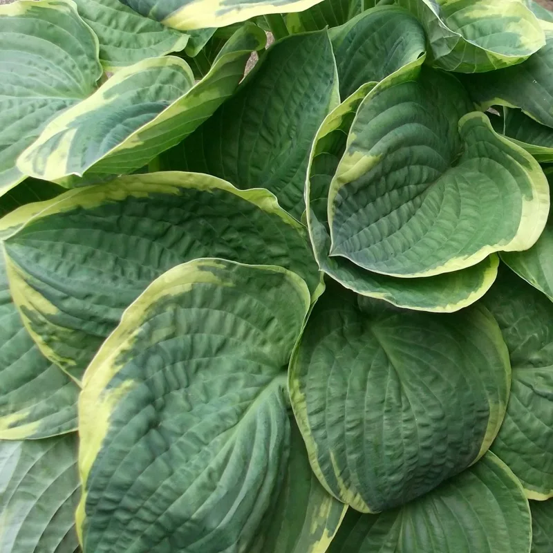 Hosta Christmas Tree