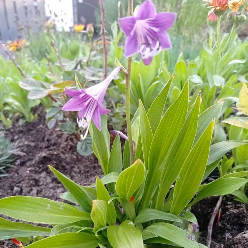 Hosta Clausa