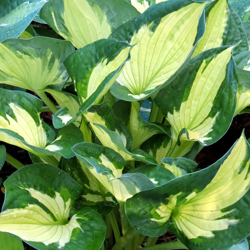 Hosta Colored Hulk