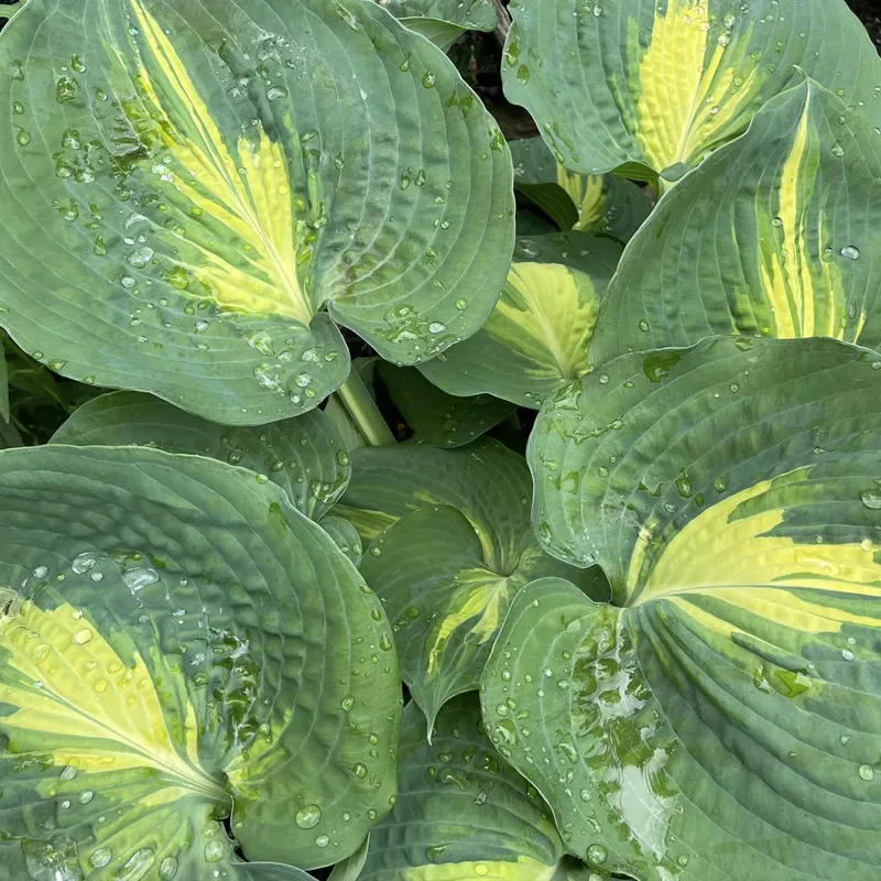 Hosta Dream Queen