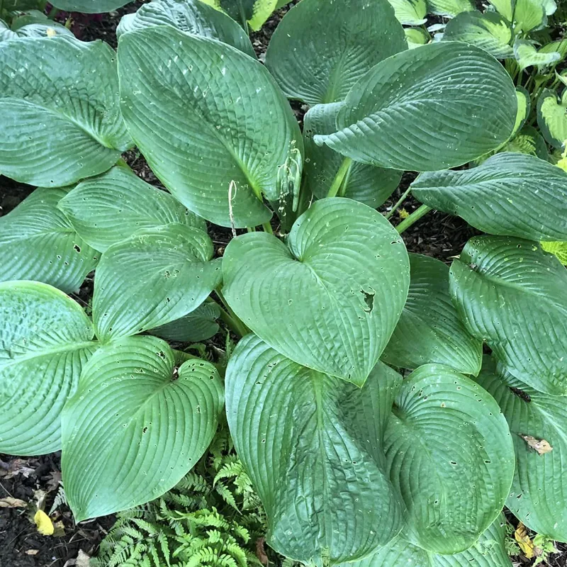 Hosta Elegans