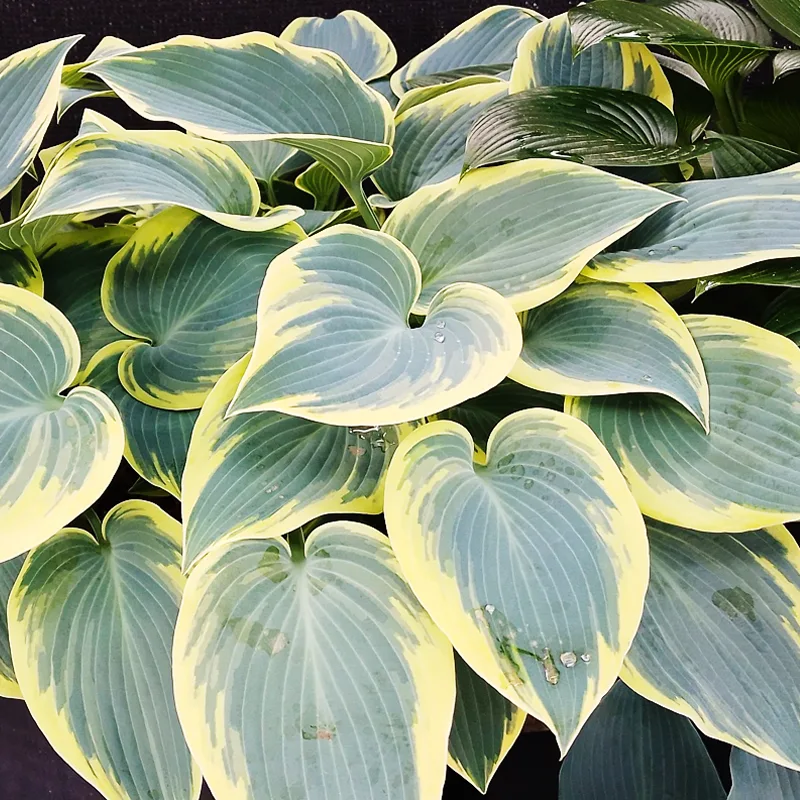 Hosta First Frost