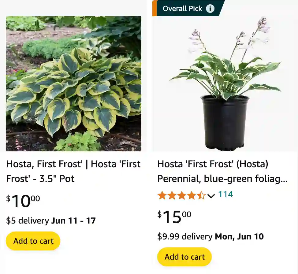 Hosta First Frost | Monsteraholic