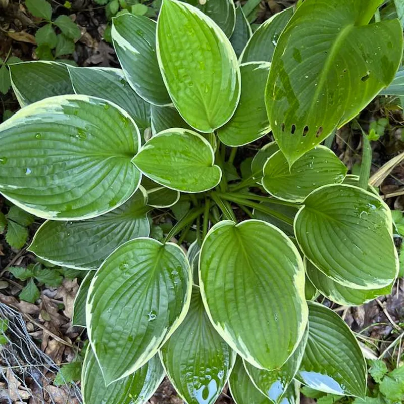 Hosta Francee